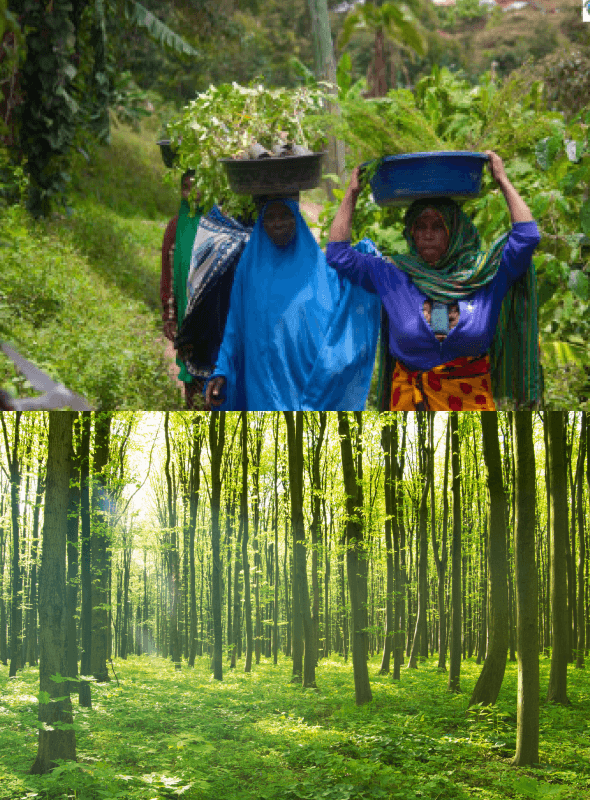 global_sustainability